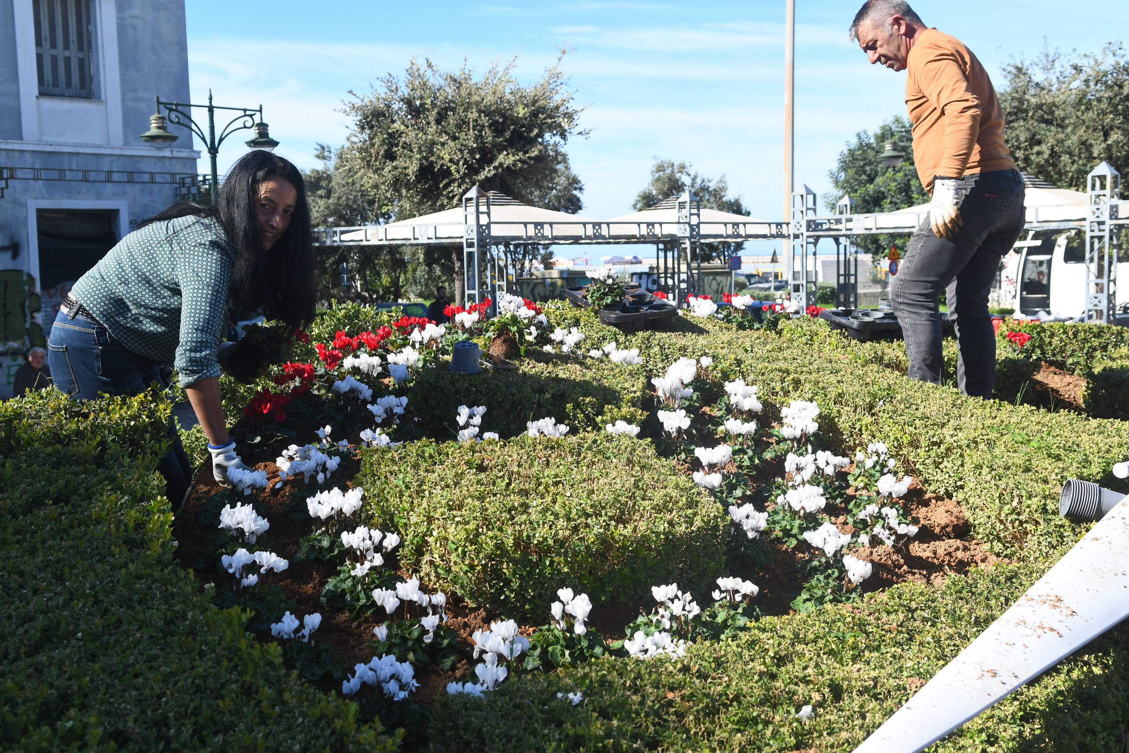 ΑΝΘΙΝΟ ΡΟΛΟΙ