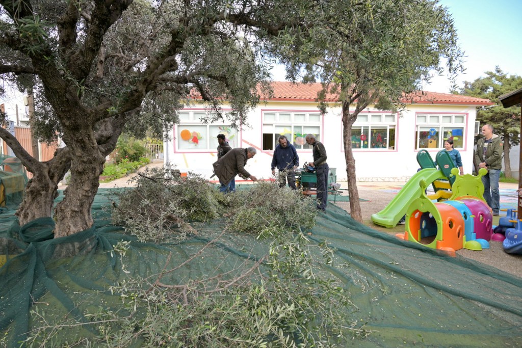 ΠΕΛΕΚΟΥΔΑΣ - 2ο ΝΗΠΙΑΓΩΓΕΙΟ ΡΙΟΥ - ΕΛΙΕΣ1