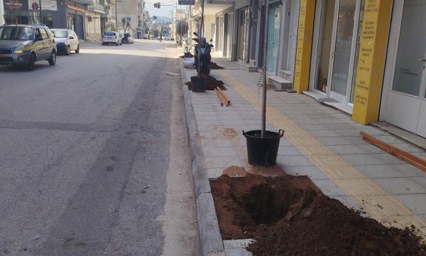 ΔΕΝΔΡΟΦΥΤΕΥΣΗ ΣΟΛΩΜΟΥ