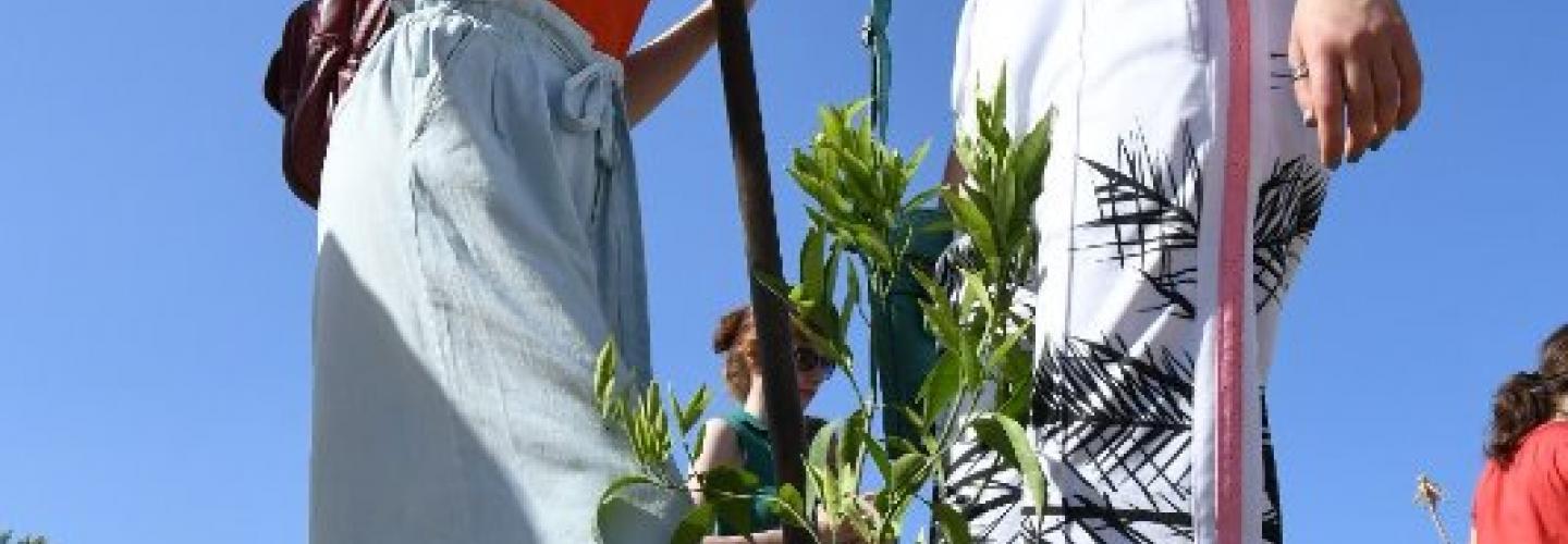 ΔΕΝΔΡΟΦΥΤΕΥΣΗ 1