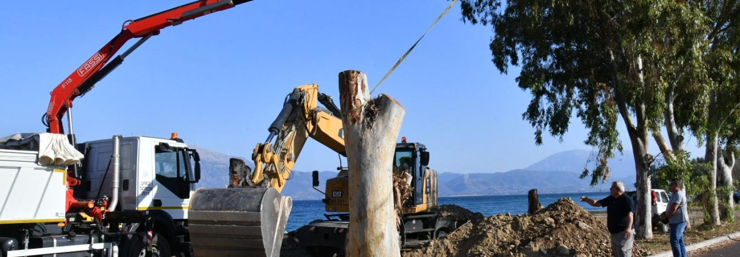 ΒΟΡΕΙΟ ΠΑΡΚΟ ΕΥΚΑΛΥΠΤΟΙ