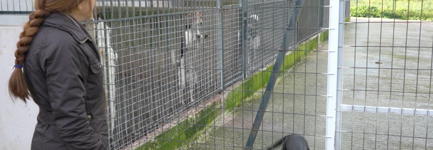 ΚΑΤΑΦΥΓΙΟ ΔΡΕΠΑΝΟ 1