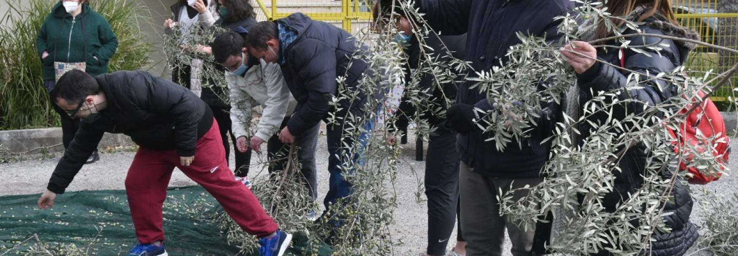 ΜΑΖΕΜΑ ΕΛΙΩΝ ΚΔΑΠ ΑΜΠΕΤ ΧΑΣΜΑΝ