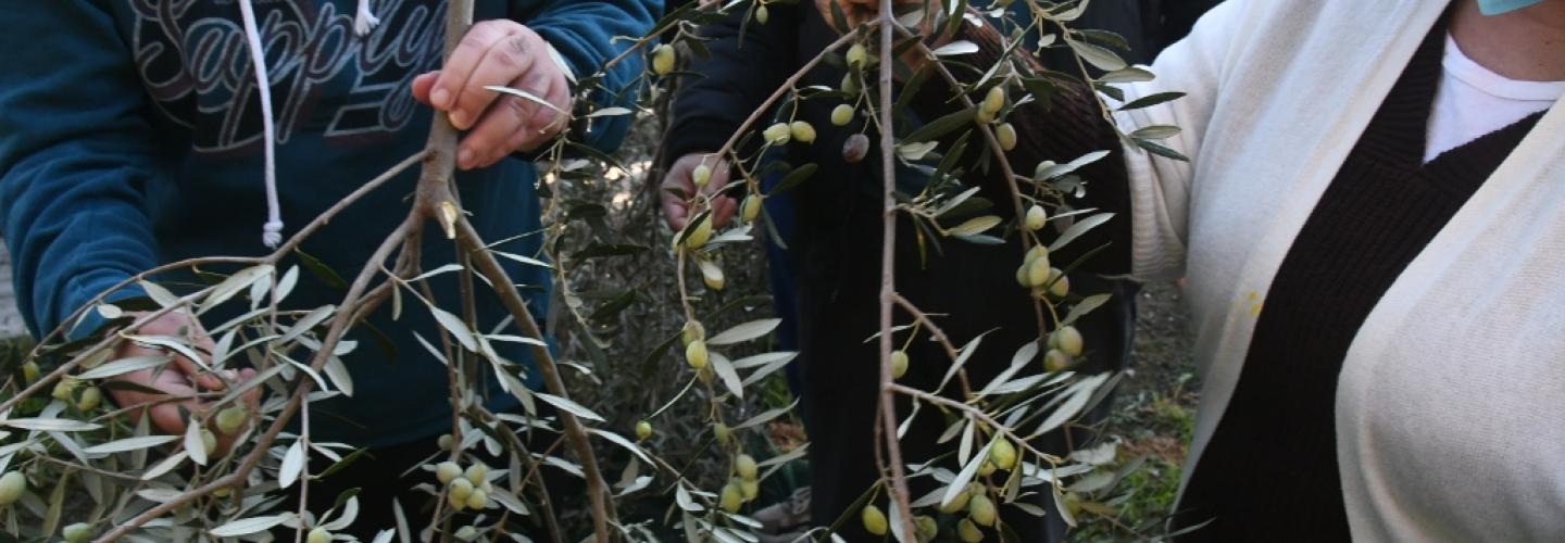 ΕΛΙΕΣ ΚΔΑΠ ΑΜΕΑ