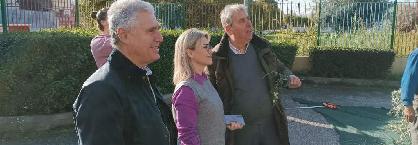 ΤΟΥΛΓΑΡΙΔΗΣ - ΠΕΛΕΚΟΥΔΑΣ ΕΛΙΕΣ