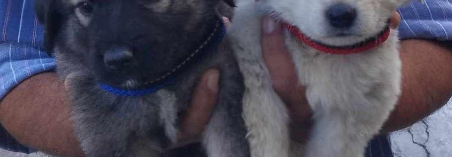 ΑΔΕΣΠΟΤΑ ΖΩΑ