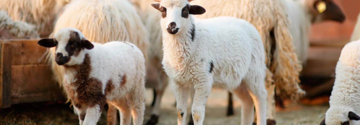 Κτηνοτροφία και Αλιεια