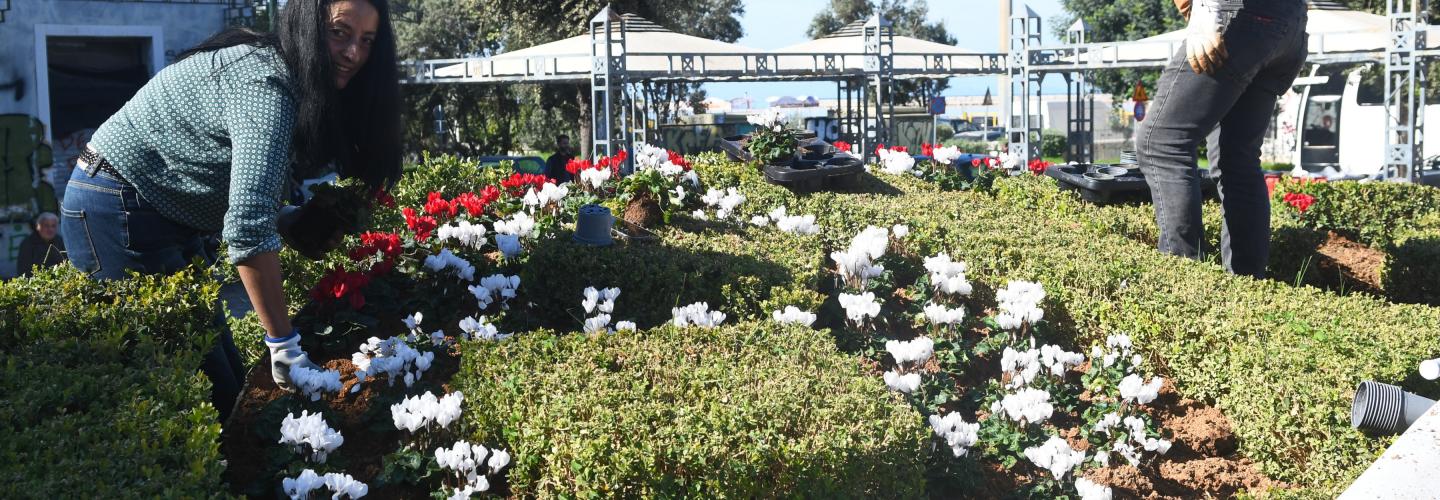 ΑΝΘΙΝΟ ΡΟΛΟΙ