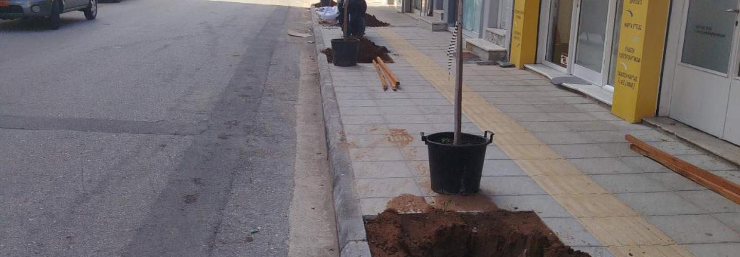 ΔΕΝΔΡΟΦΥΤΕΥΣΗ ΣΟΛΩΜΟΥ